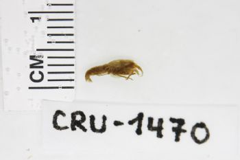 Media type: image;   Invertebrate Zoology CRU-1470 Description: Preserved specimen.;